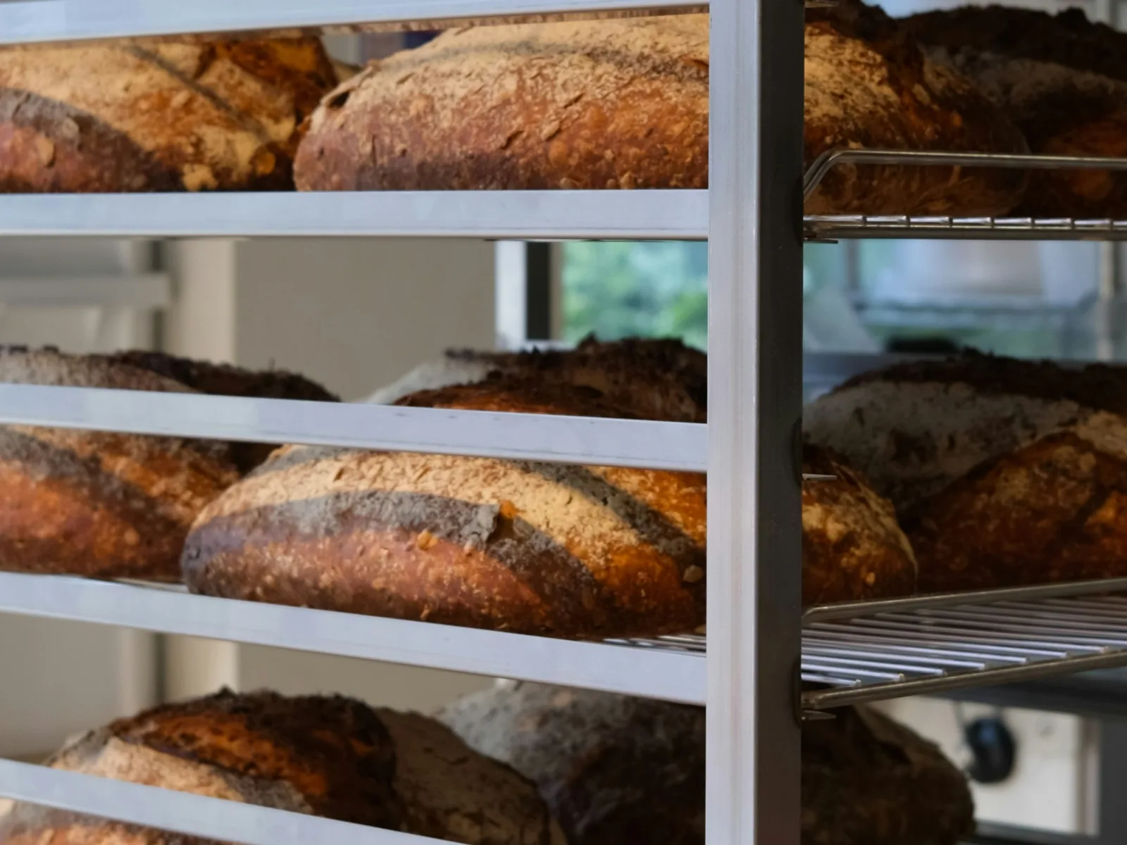 Dark-crusted sourdough loaves cooling on the shelves of a metal rack.